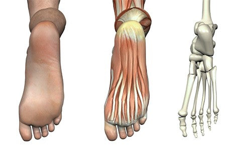 Podiatric Anatomy